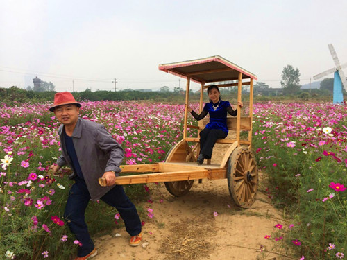 波斯菊2